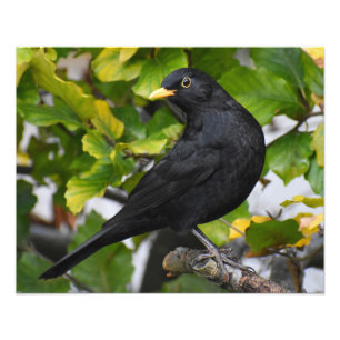 Zwarte vogel foto afdruk