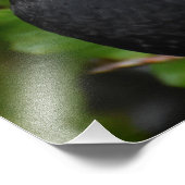 Zwarte vogel foto afdruk (Hoek)