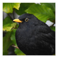 Zwarte vogel