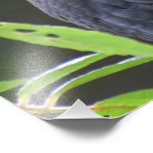 Zwarte vogel foto afdruk (Hoek)