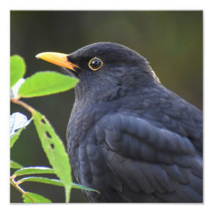 Zwarte vogel foto afdruk