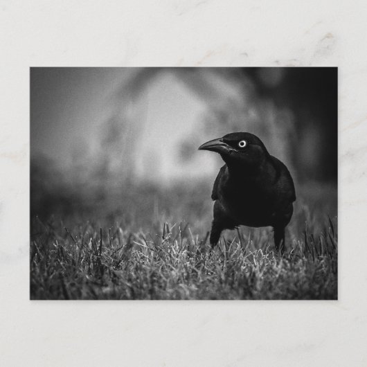 Zwarte vogel in Grass Briefkaart (Voorkant)