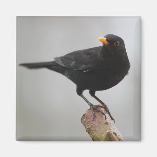 Zwarte vogel magneet