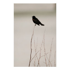 Zwarte vogel op kale tak perfect poster