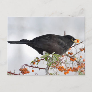 Zwarte vogeljacht op bessen briefkaart