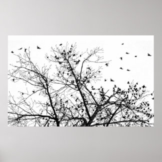 zwarte vogels poster