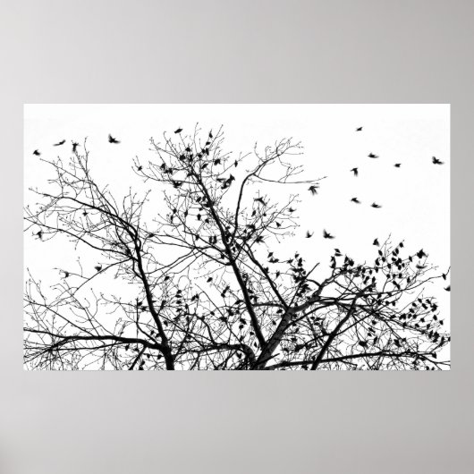 zwarte vogels poster (Voorkant)