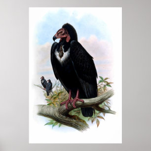 zwarte vogelstand poster