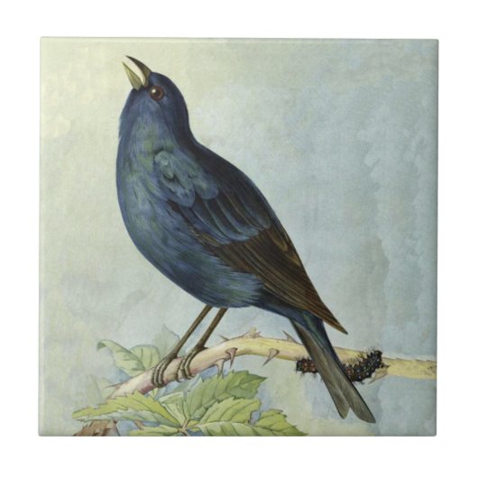 zwarte vogeltak met rups tegeltje (Voorkant)