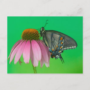 Zwarte Vorm van Oostelijke Tijger Swallowtail Briefkaart
