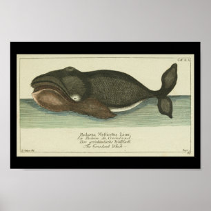  zwarte walvis — Afdruk Poster