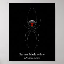 Zwarte Weduwe Spin Poster (Halfglans)
