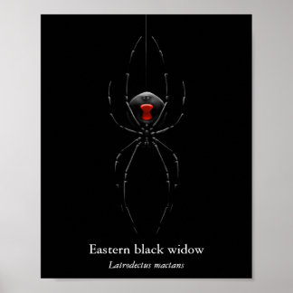 Zwarte Weduwe Spin Poster (Halfglans)