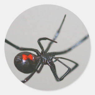 Zwarte weduwe spin sticker