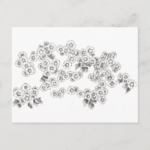 Zwarte Witte Asters Pen en Inkt Bloemen Briefkaart