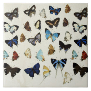 ZWARTE WITTE BLAUWE BUTTERFLIES Beauty Natuur Love Tegeltje
