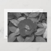 Zwarte & Witte Bloem Briefkaart (Voorkant / Achterkant)