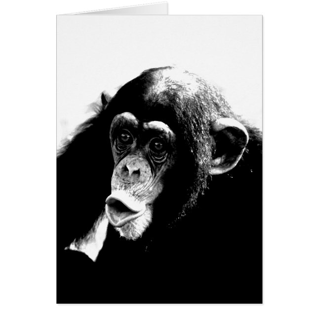 Zwarte witte chimpansee (Voorkant)