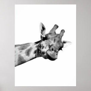Zwarte witte giraffe afrikaans dier peekaboe foto poster