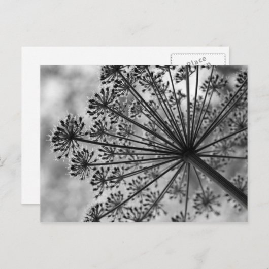 Zwarte & Witte Koningin Anne's Lace Briefkaart (Voorkant / Achterkant)