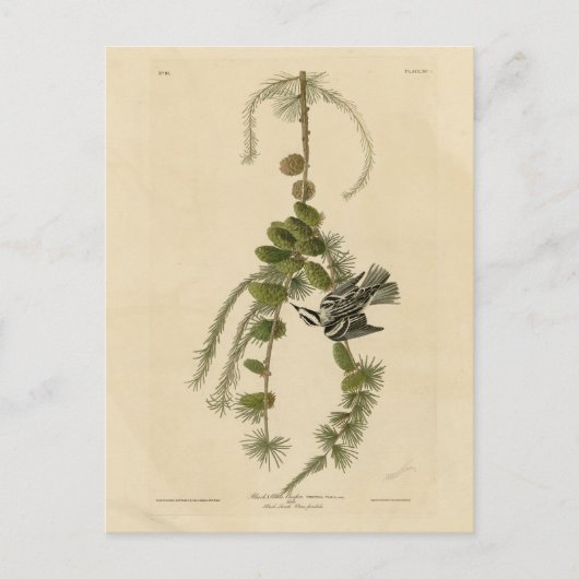 Zwarte & Witte Warbler - Amerikaanse vogels Briefkaart (Voorkant)