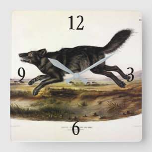 Zwarte wolf, of zwarte Amerikaanse wolf (Canis lup Vierkante Klok