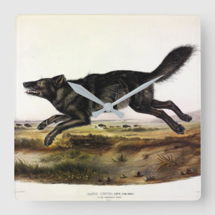 Zwarte wolf, of zwarte Amerikaanse wolf (Canis lup Vierkante Klok