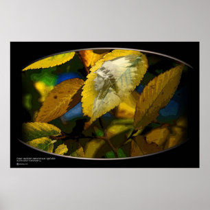 ZWARTE WOLF POSTER