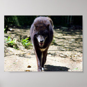 zwarte wolf poster