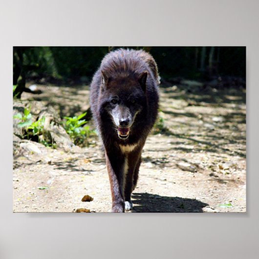 zwarte wolf poster (Voorkant)