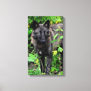 Zwarte Wolf Stretched Canvas afdrukken