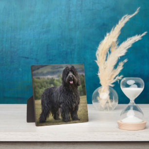 Zwarte Wolharige Bergamasco Herdershond, Fotoplaat