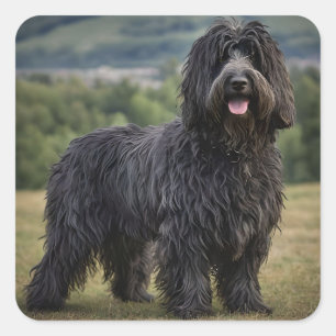 Zwarte wollige Bergamasco herdershond, Vierkante Sticker