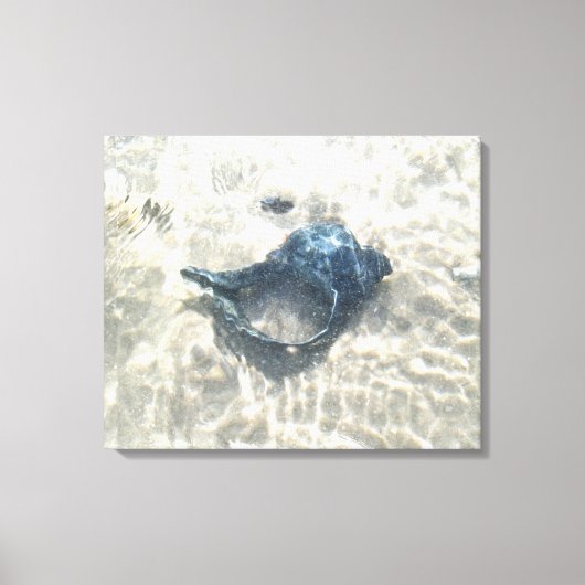 Zwarte zeeschelp canvas afdruk (Voorkant)