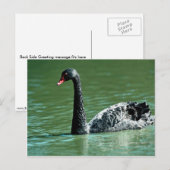 Zwarte zwaan, Australië Briefkaart (Voorkant / Achterkant)