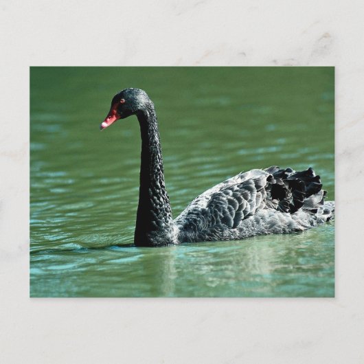 Zwarte zwaan, Australië Briefkaart (Voorkant)