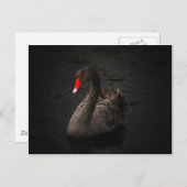 Zwarte zwaan briefkaart (Voorkant / Achterkant)