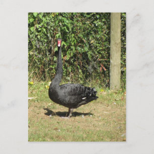 Zwarte Zwaan Briefkaart