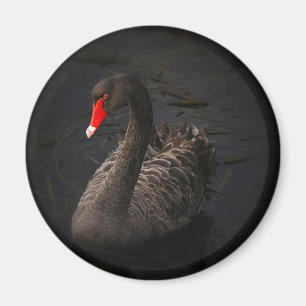 Zwarte zwaan magneet