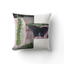 Zwarte zwaluwstaart Caterpillar / vlinder