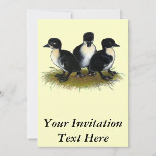 Zwarte Zweedse Eendjes Kaart