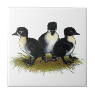 Zwarte Zweedse Eendjes Tegeltje