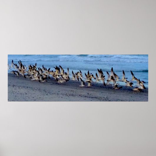 Zwarte zwemmers in de buurt van de oceaan poster (Voorkant)
