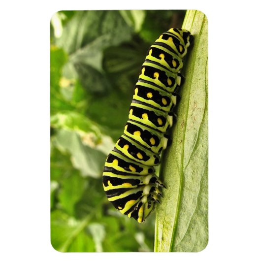 Zwarte-Zwemstaart Magneet (Verticaal)