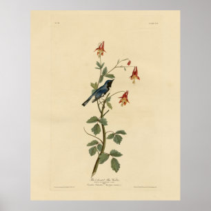 Zwartkeelblauw Warbler, Audubon Birds America Poster