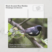 Zwartkeelblauwe strijder briefkaart (Voorkant / Achterkant)