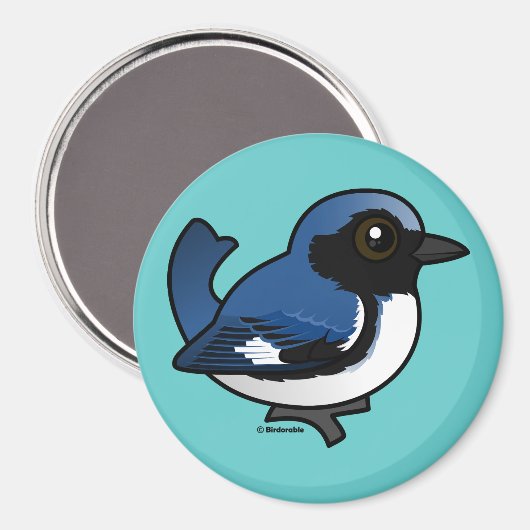 Zwartkeelblauwe strijder magneet (Voorkant / Achterkant)