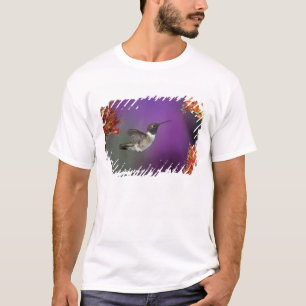 Zwartkeelkolibrie, Archilochus alexandri, T-shirt