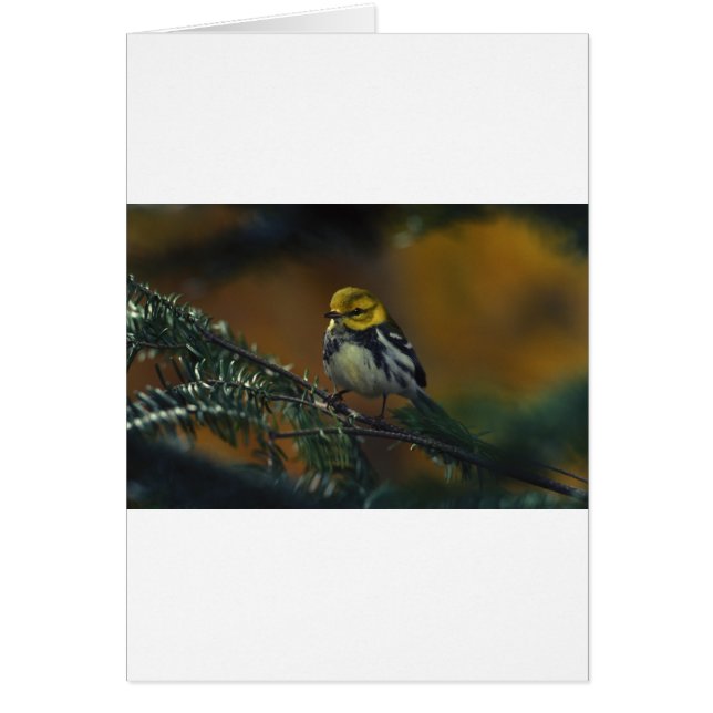 Zwartkeelwieg (Voorkant)