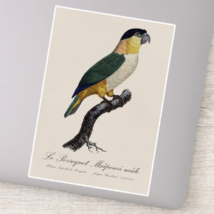 Zwartkopcaïques, Pionites Melanocephalus Sticker